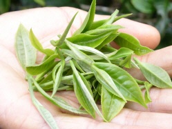 Sencha Teebl&auml;tter