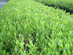 Shincha Teegarten